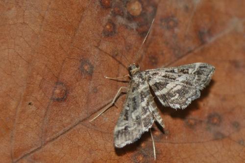Réf. 330 809 : Diasemiopsis ramburialis